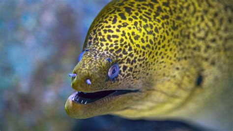 is an eel considered a fish